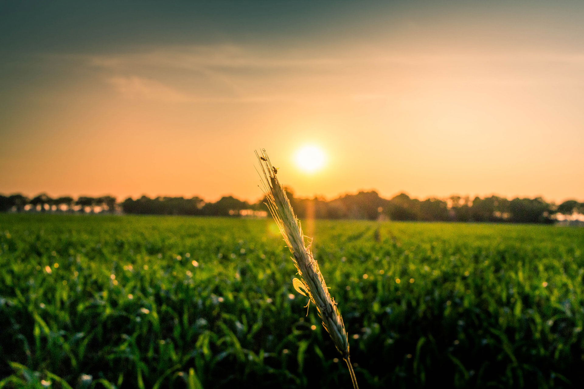 Empowering Farmers